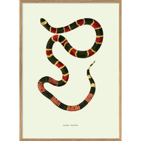 ELAPS FULVIUS | 30x40cm | OAK FRAME